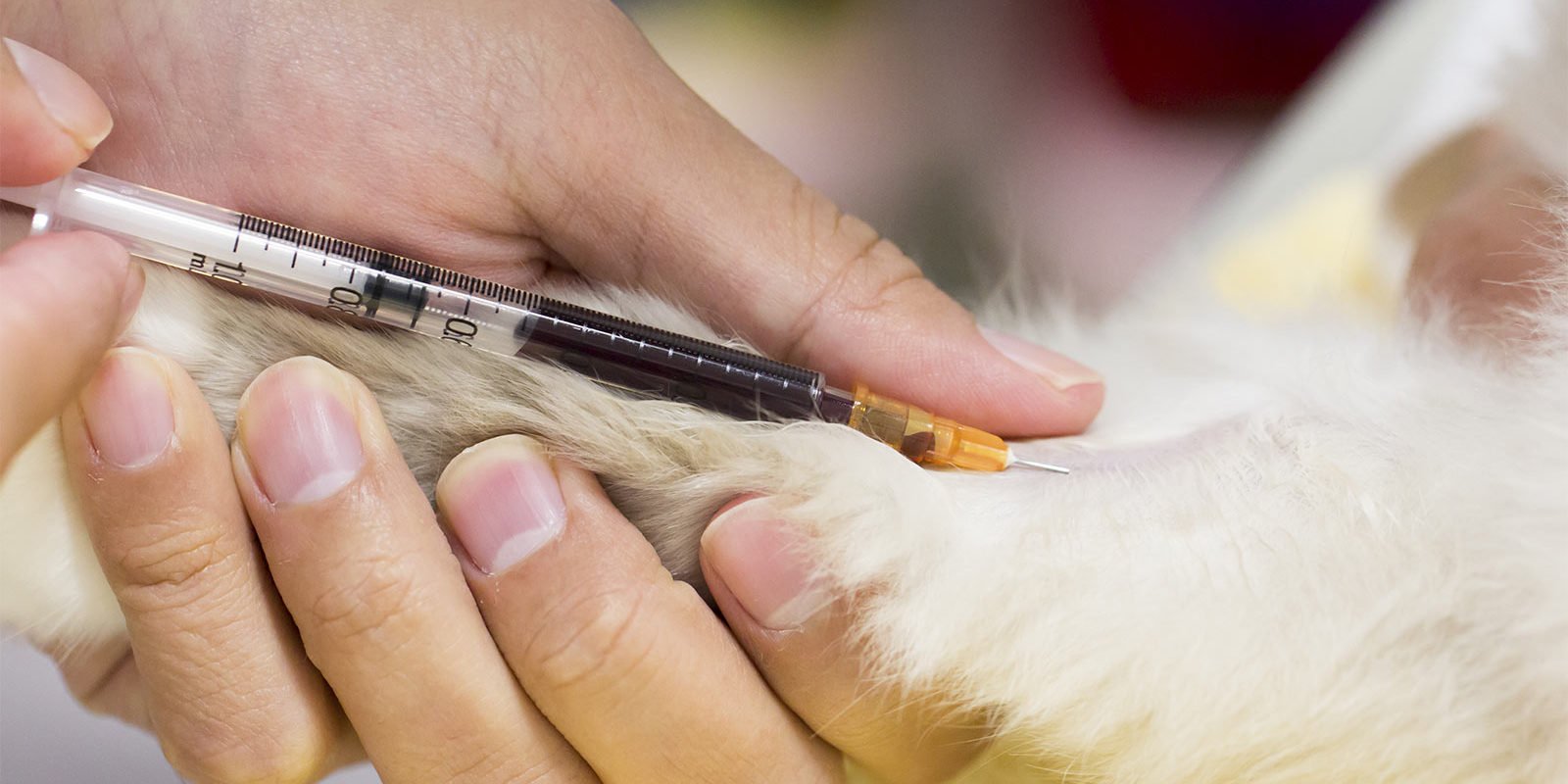 Blood Tests For Pets The Importance of Blood Tests To Your Dog Max Vets