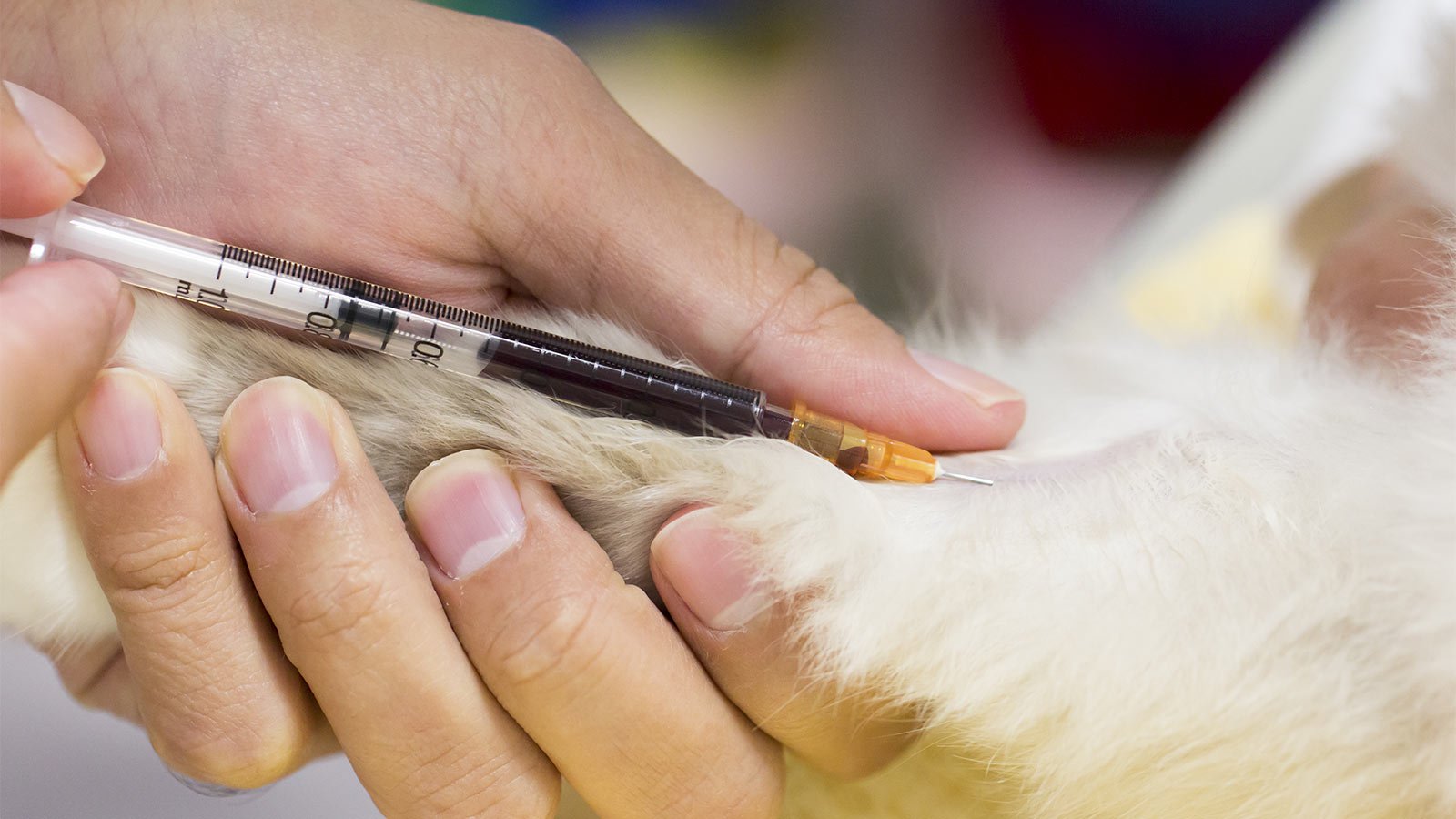 should dogs fast before blood work