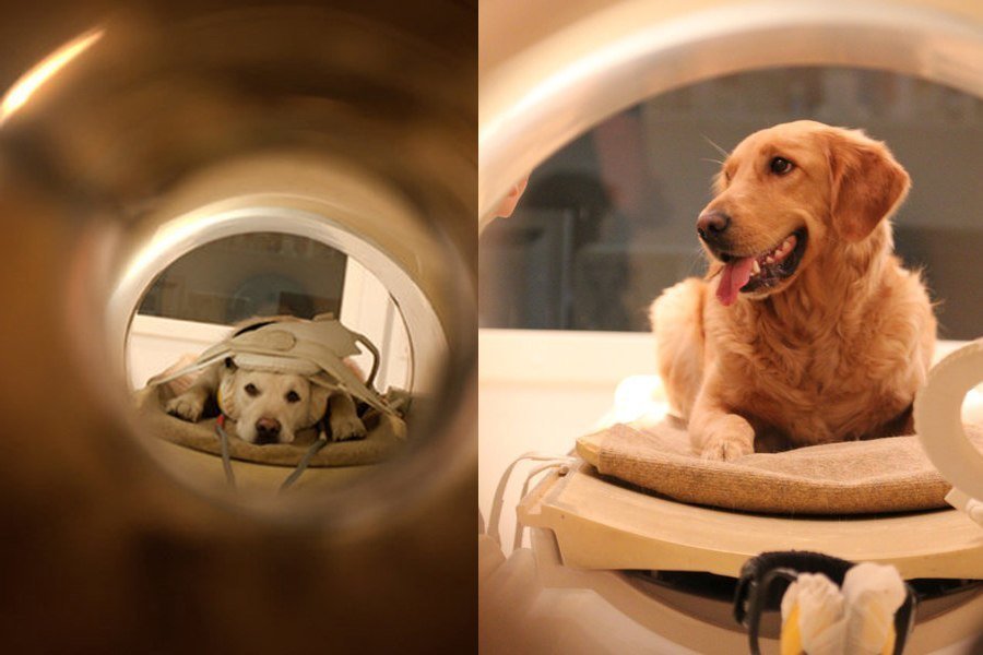 what is an mri scan for dogs