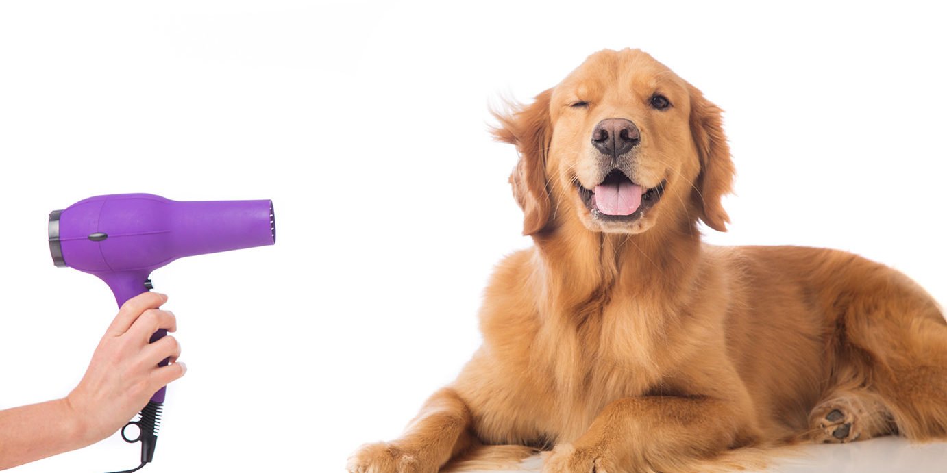 where to get your dog groomed